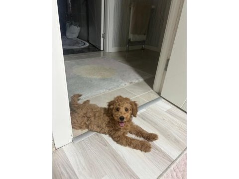 3 aylık yavru toy poodle