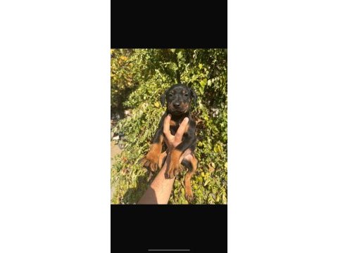 Doberman bebeklerimiz