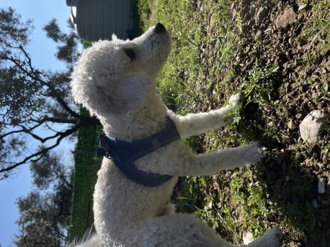 1 yaşında maltipoo oğlum