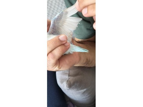 Forpus papağanı iki aylık