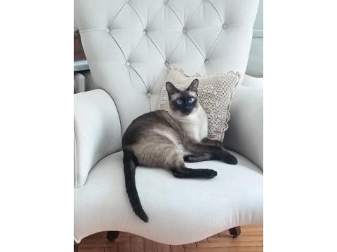 2 yaşında cana yakın kısır erkek siyam