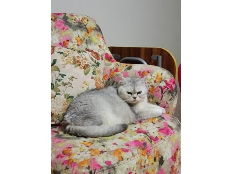 Dişi british