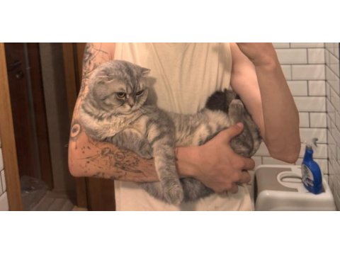 2 yaşında tüm aşıları tam erkek scottish fold kedime