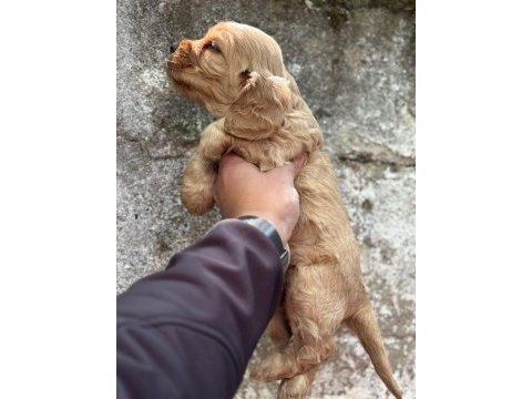 Cocker bebek köpeklerimiz