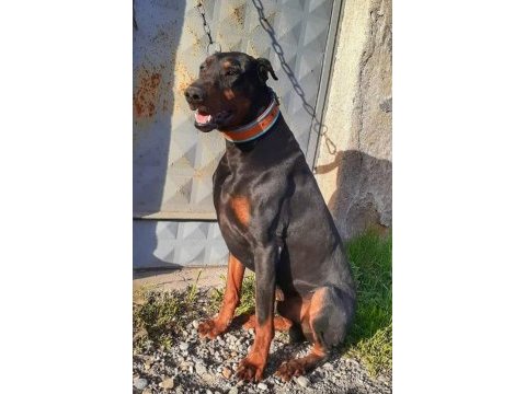 Orjinal king doberman yavrular