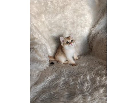 British shorthair golden oğlumuz