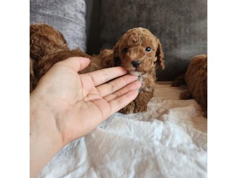 Anne altından evde bakılan kore kan mini poodle