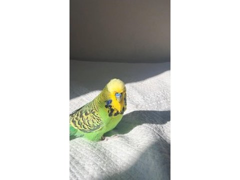Aslan gibi bilezikli jumbo muhabbet kuşu