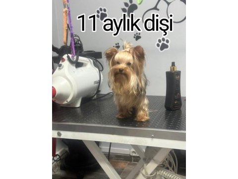 Orjinal şecereli baby face yorkshire yavrular