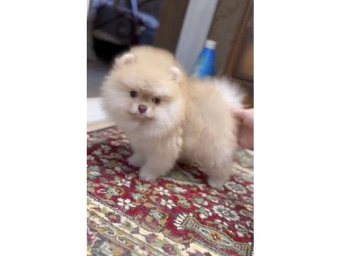 Sağlık ve ırk garantili pomeranian