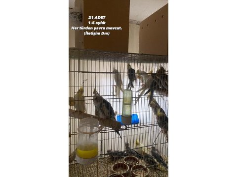 1-6 aylık her renk sultan papağanı bebekler