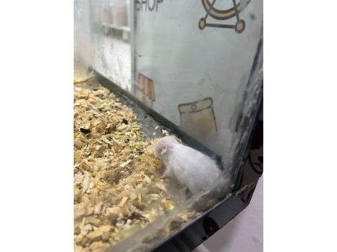 Yavru suriye hamsterları