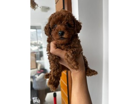 Secereli safkan toy poodle yavrusu ( dişi )