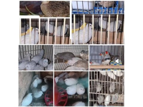 Jumbo japon ve çin bıldırcınları