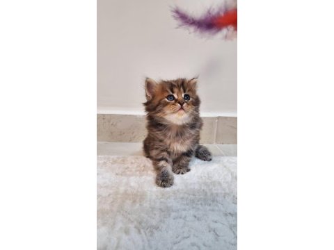 Mükemmel güzellik british longhair