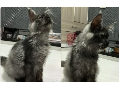 Acil 3 aylık uygun maine coon black smoke erkek