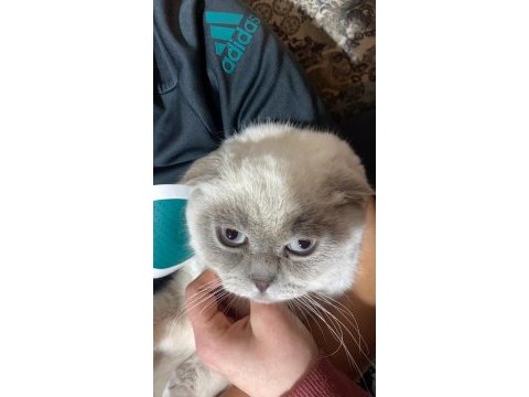 Bluepoint erkek british shorthair