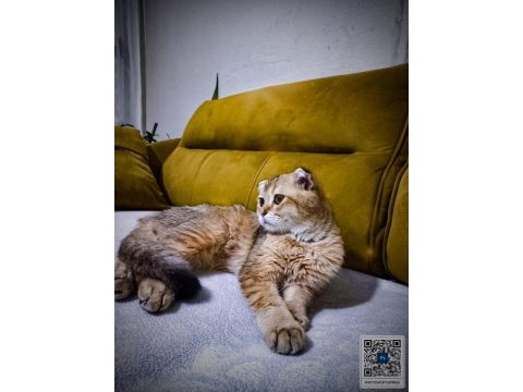 4 aylık scottish fold cinsi erkek yavru