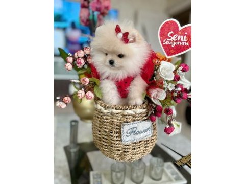 Teacup prenses pomeranian