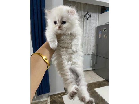Safkan anne ve babadan british longhair