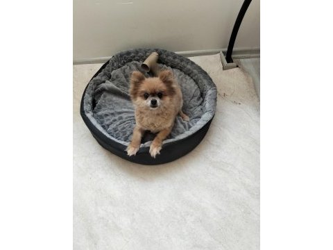 Turuncu dişi köpeğimiz 1 yaşında bu kadar uyguna imkansız