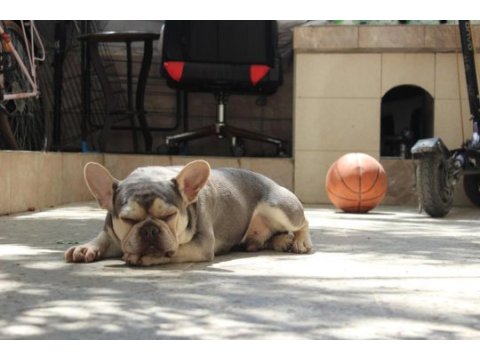İzmir lilac tan erkek french bulldog
