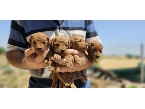 Orijinal toy poodle bebekler