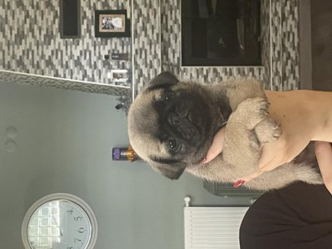 Gül kuyruk pug bebekler