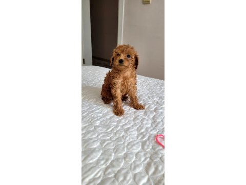 Orjınal poodle yavruları