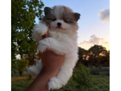 Pomeranian boo köpeklerimiz
