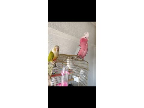 Pineapple conure