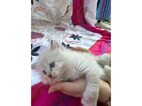 Ragdoll yavrular