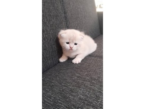 Rezerveye açık yavru kediler