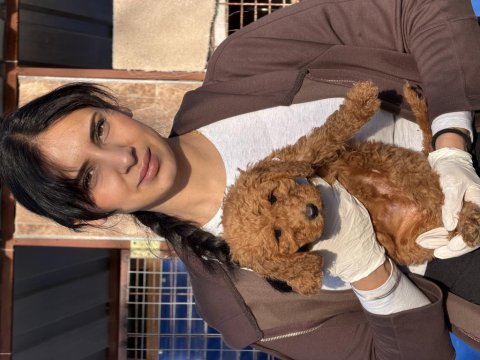 Standart poodle çok şeker yavrularım 