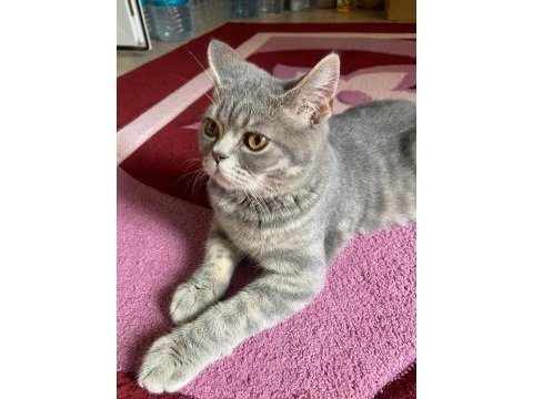 9 aylık erkek british shorthair
