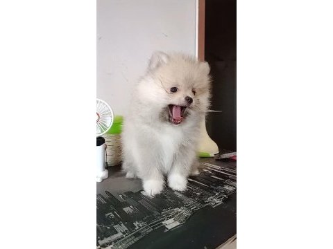 Pomeranian baby face