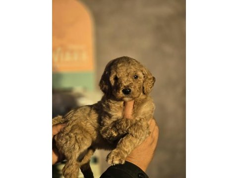 Standart poodle yavrular