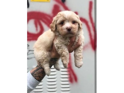 Eşsiz kalite de maltipoo