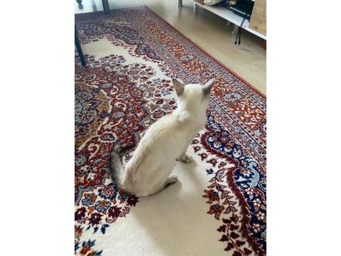 Siyam kedisi şansımı ücretsiz sahiplendiriyorum