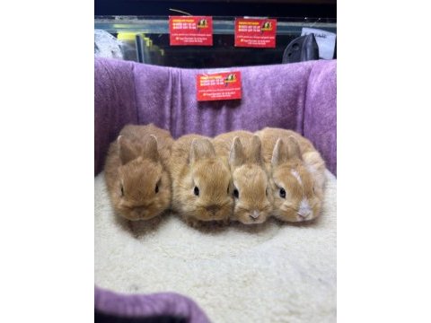 Cüce netherland dwarf tavşan yavrularımız