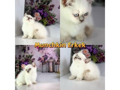 Munchkin yavrular