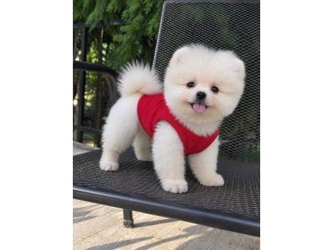 Orjinal pomeranian boo