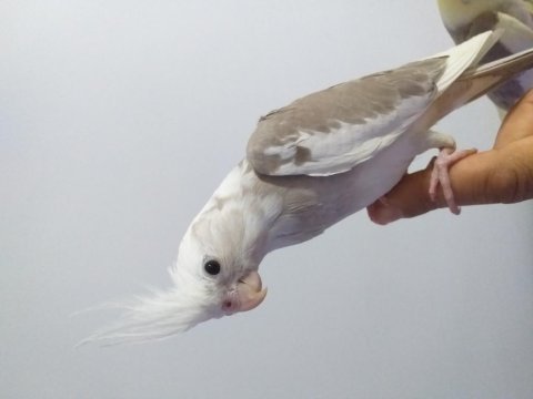 2024 sultan papağanı whiteface-pearl-cinnamon