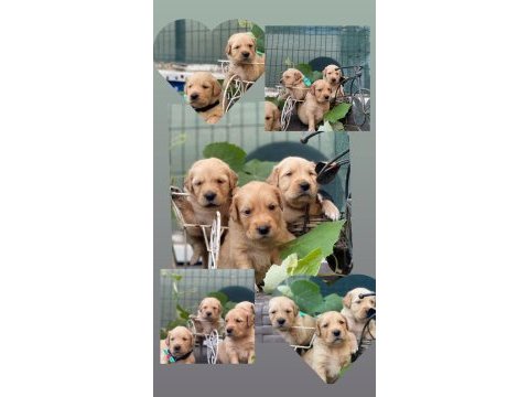 Safkan baby face (bebek yüz) golden retriever puppy