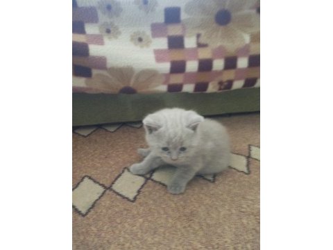 Sağlıklı oyuncu british shorthair bebekler