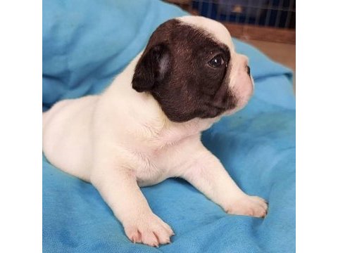 French bulldog yavruları