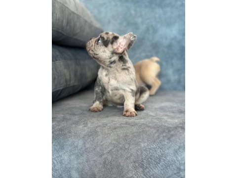 Üst kalite blue merle french bulldog