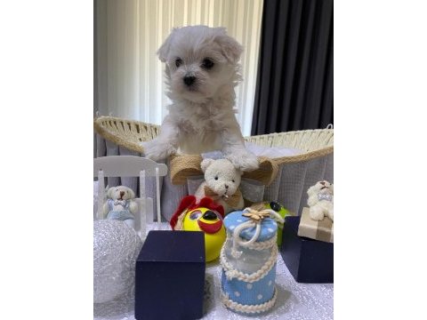 A şecereli kore maltese babadan maltese yavrular