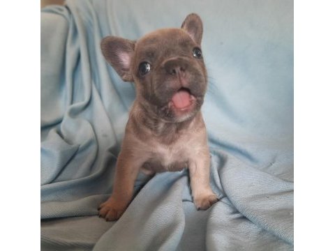 Fluffy ve ısabella taşıyıcı renk renk exotıc french bulldog