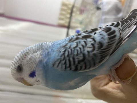Muhabbet kuşu yavrumuz